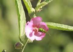 Diabrotica balteata
