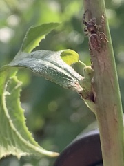 Eris militaris