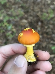 Amanita flavoconia