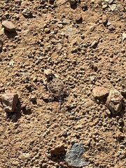 Phrynosoma blainvillii