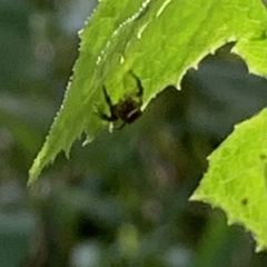 Eris militaris
