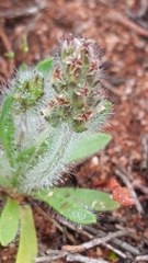 Plantago bellardii