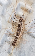 Thereuonema tuberculata