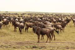 Connochaetes taurinus mearnsi