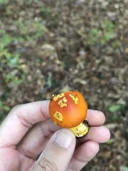 Amanita flavoconia