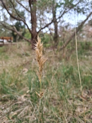 Rytidosperma