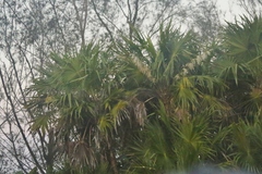 Thrinax radiata