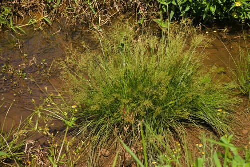 Fimbristylis littoralis observed 2022-09-22