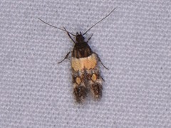 Triclonella determinatella