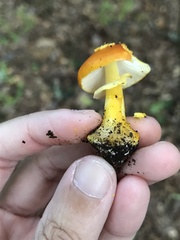 Amanita flavoconia