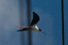 Himantopus mexicanus knudseni