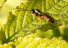 Ichneumon ambulatorius