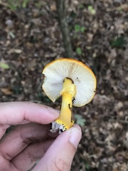 Amanita flavoconia
