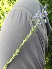 Veronica gentianoides