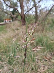 Rytidosperma