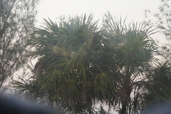 Thrinax radiata