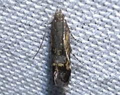 Anacampsis