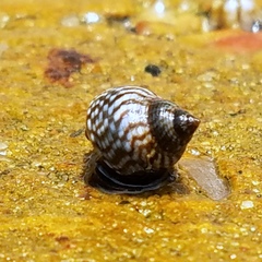 Echinolittorina placida