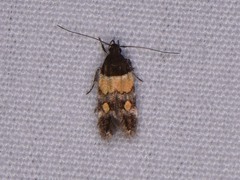 Triclonella determinatella