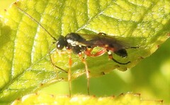 Ichneumon ambulatorius