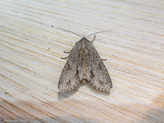 Ichneutica ustistriga