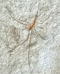 Tetragnatha laboriosa