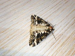 Pseudocoremia leucelaea