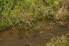 Urochloa mutica