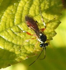 Ichneumon ambulatorius