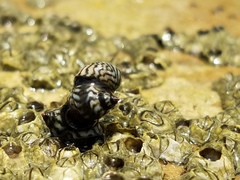 Echinolittorina placida