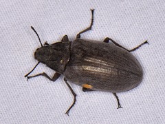 Bothrotes canaliculatus