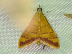 Pyrausta pseudonythesalis