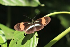 Heliconius