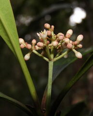 Phelline lucida