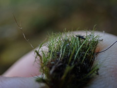 Distichium capillaceum