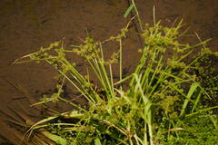 Cyperus difformis