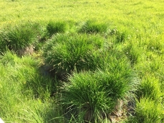Carex cespitosa