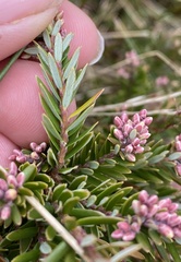 Acrothamnus