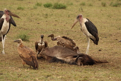 Leptoptilos crumenifer