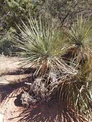Yucca angustissima