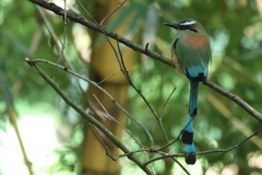 Eumomota superciliosa