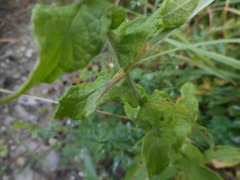 Pulicaria dysenterica dysenterica