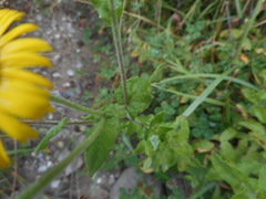 Pulicaria dysenterica dysenterica