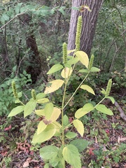 Agastache nepetoides