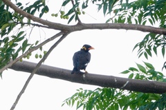 Gracula religiosa