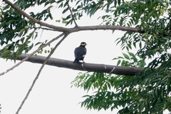 Gracula religiosa