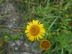 Pulicaria dysenterica dysenterica