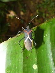 Leptoscelis tricolor