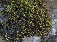 Racomitrium aciculare