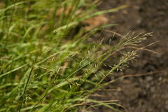 Eragrostis tenuifolia